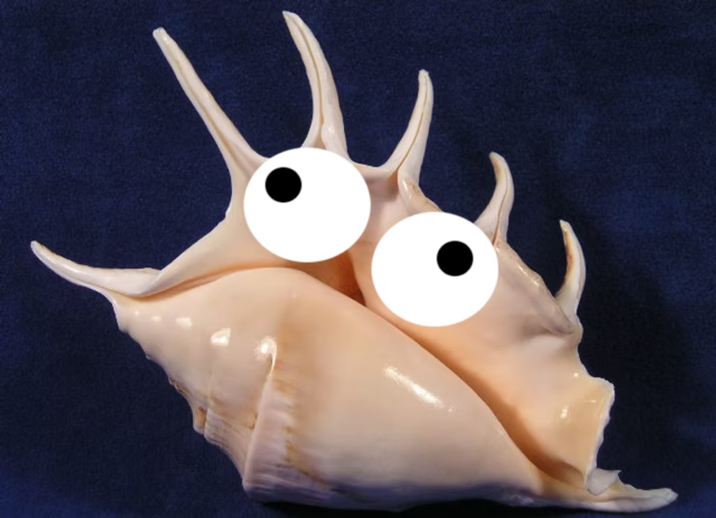 A conch shell with googly eyes.