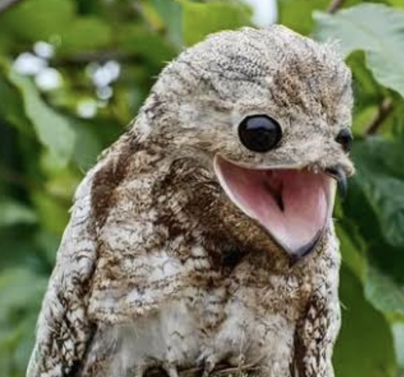 A potoo bird with huge eyes and open beak.